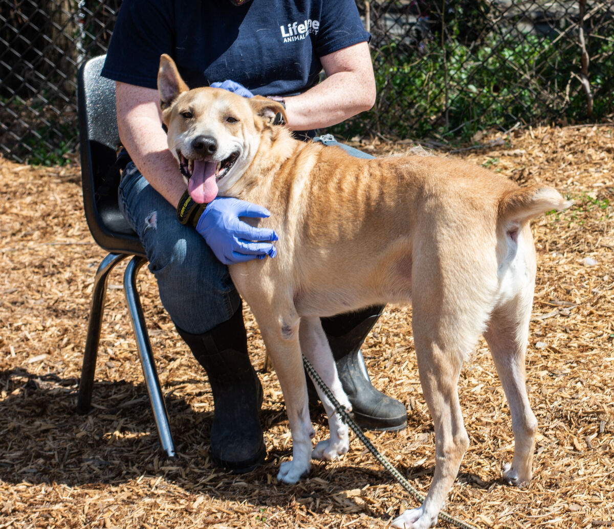 Pet of the Week: Dave